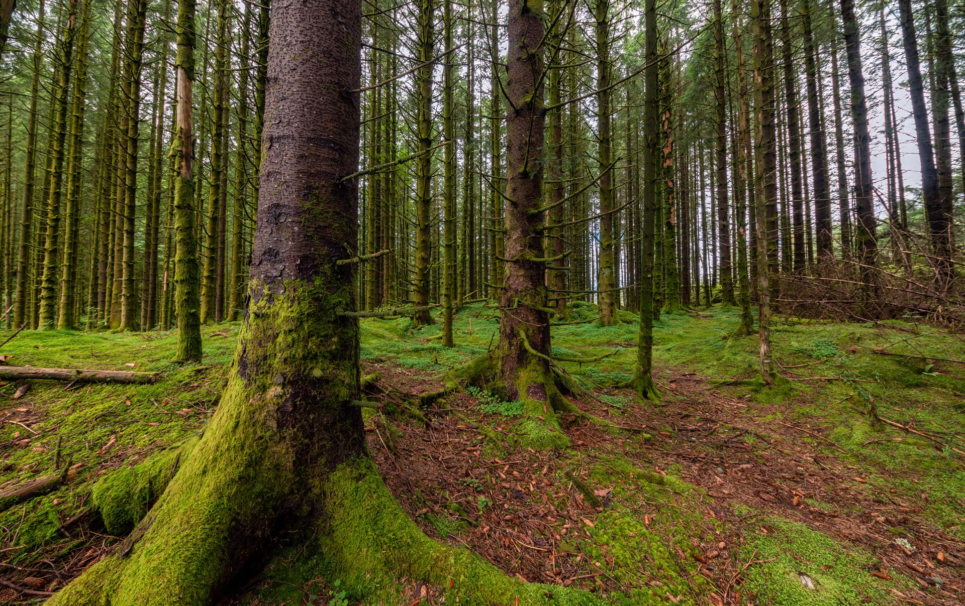 Introducing-Forest-Carbon-Monitor